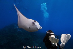 This picture is of my girlfriend and a Manta Ray, she was... by Neil Giles 